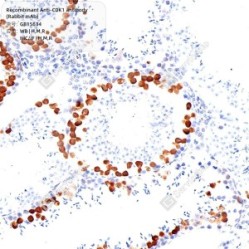 Recombinant Anti-CDK1 antibody (Rabbit mAb)