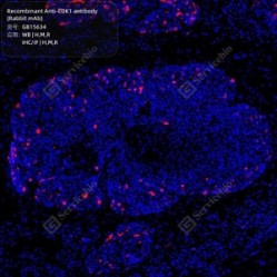 Recombinant Anti-CDK1 antibody (Rabbit mAb)