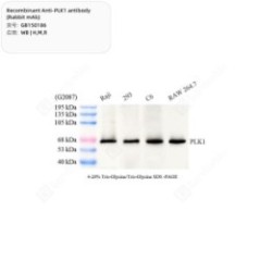 Recombinant Anti-PLK1...