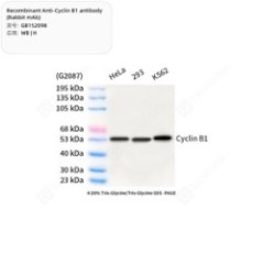 Recombinant Anti-Cyclin B1...