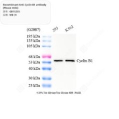 Recombinant Anti-Cyclin B1...