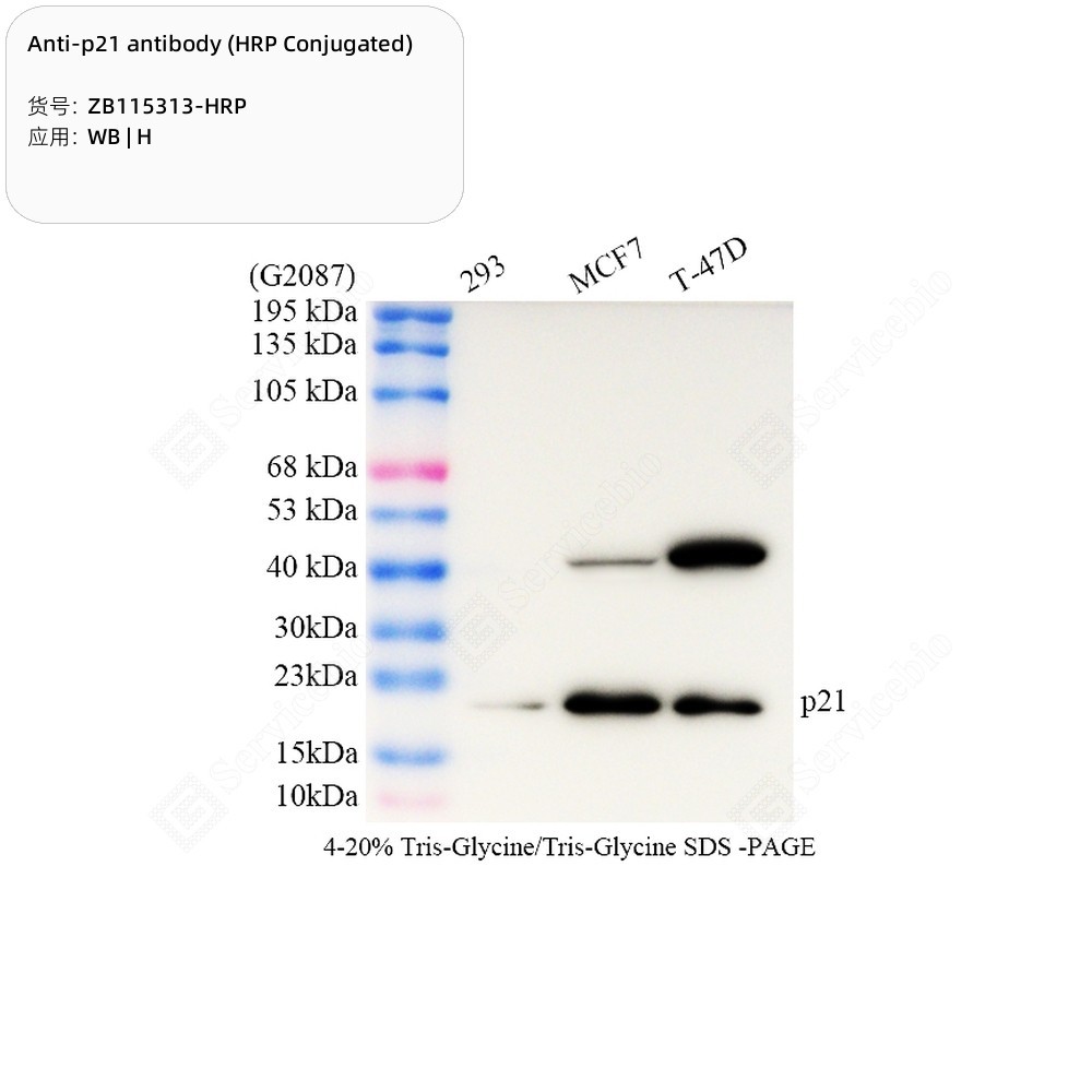 Anti-p21 antibody (HRP Conjugated)