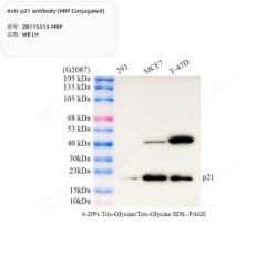 Anti-p21 antibody (HRP Conjugated)