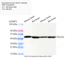 Recombinant Anti-TSG101 antibody (HRP Conjugated)