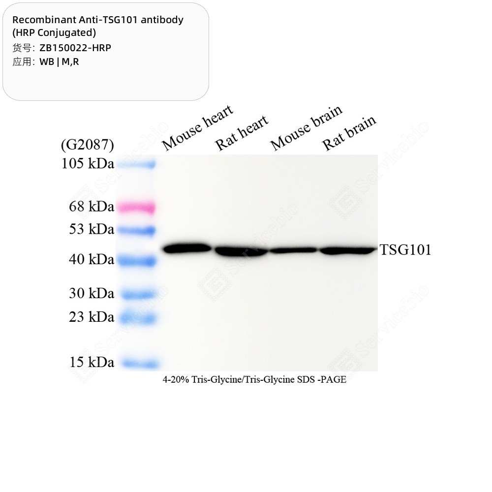 Recombinant Anti-TSG101 antibody (HRP Conjugated)