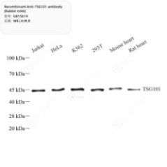 Recombinant Anti-TSG101...