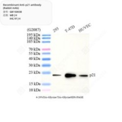 Recombinant Anti-p21...