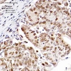 Anti-PCNA Mouse mAb