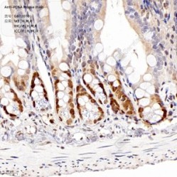 Anti-PCNA Mouse mAb