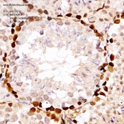 Anti-PCNA Mouse mAb