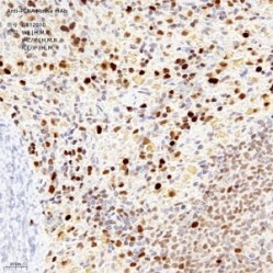 Anti-PCNA Mouse mAb