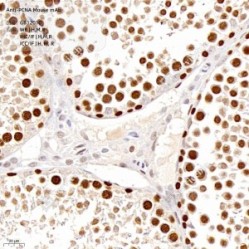 Anti-PCNA Mouse mAb