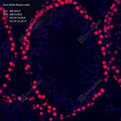 Anti-PCNA Mouse mAb