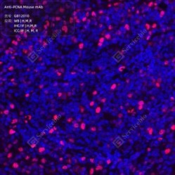 Anti-PCNA Mouse mAb