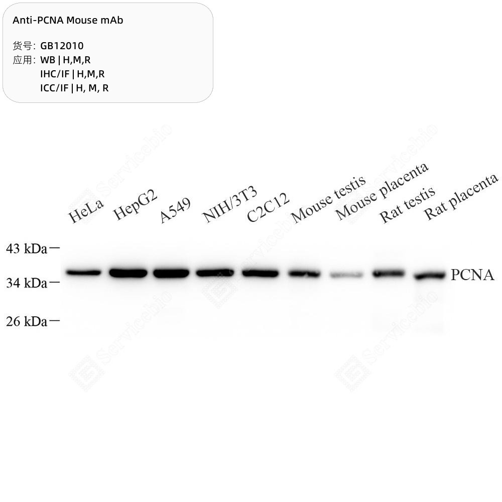 Anti-PCNA Mouse mAb