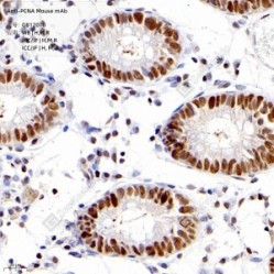 Anti-PCNA Mouse mAb