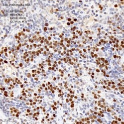 Anti-PCNA Mouse mAb