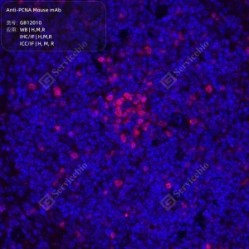 Anti-PCNA Mouse mAb