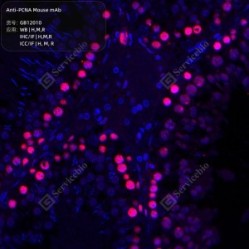 Anti-PCNA Mouse mAb