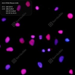 Anti-PCNA Mouse mAb