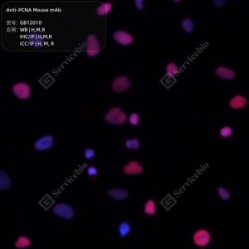 Anti-PCNA Mouse mAb