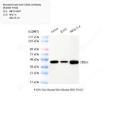 Recombinant Anti-CDK6...