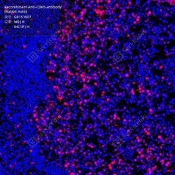 Recombinant Anti-CDK6 antibody (Rabbit mAb)