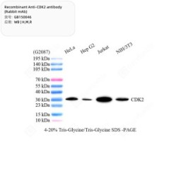 Recombinant Anti-CDK2 antibody (Rabbit mAb)