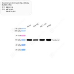 Recombinant Anti-Cyclin A2...