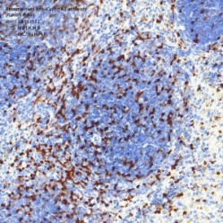 Recombinant Anti-Cyclin A2 antibody (Rabbit mAb)