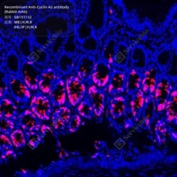 Recombinant Anti-Cyclin A2 antibody (Rabbit mAb)