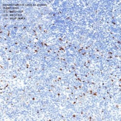 Recombinant Anti-Cyclin A2 antibody (Rabbit mAb)