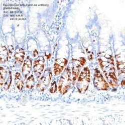 Recombinant Anti-Cyclin A2 antibody (Rabbit mAb)