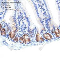 Recombinant Anti-CDK2 antibody (Rabbit mAb)