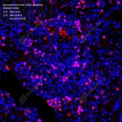 Recombinant Anti-CDK2 antibody (Rabbit mAb)