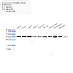 Recombinant Anti-CDK2...