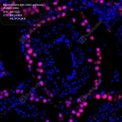 Recombinant Anti-CDK2 antibody (Rabbit mAb)