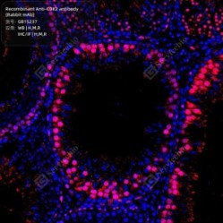 Recombinant Anti-CDK2 antibody (Rabbit mAb)