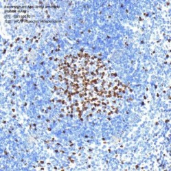 Recombinant Anti-BrdU antibody (Rabbit mAb)