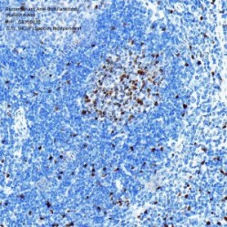 Recombinant Anti-BrdU antibody (Rabbit mAb)