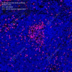 Recombinant Anti-BrdU antibody (Rabbit mAb)