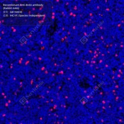 Recombinant Anti-BrdU antibody (Rabbit mAb)