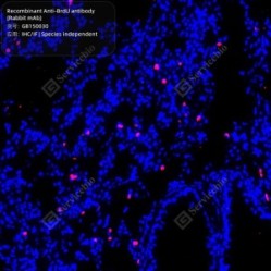 Recombinant Anti-BrdU antibody (Rabbit mAb)