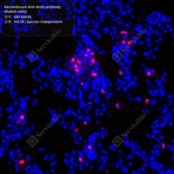Recombinant Anti-BrdU antibody (Rabbit mAb)