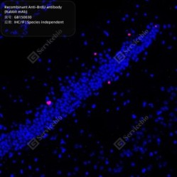 Recombinant Anti-BrdU antibody (Rabbit mAb)