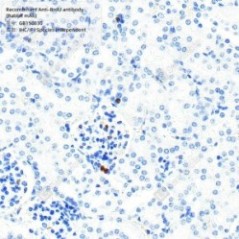 Recombinant Anti-BrdU...
