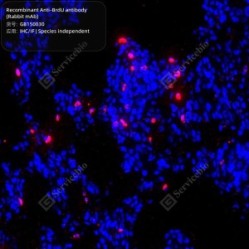 Recombinant Anti-BrdU antibody (Rabbit mAb)