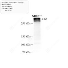 Recombinant Anti-Ki67...