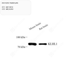 Anti-KLHL1 Rabbit pAb