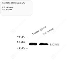 Anti-MCRS1/MSP58 Rabbit pAb